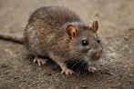 Traitement contre les rats et souris, dératisation à Bienne 2500 Berne